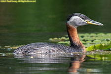 grebe