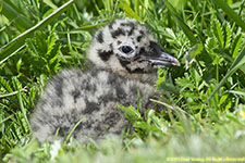 gull chick