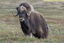 musk ox