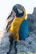 macaw