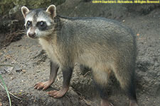 raccoon