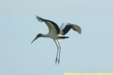 wood stork in flight