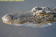 gator