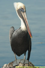 pelican