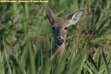 white tail deer