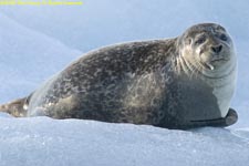 seal
