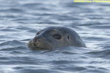 seal swimming