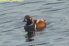 male harlequin duck