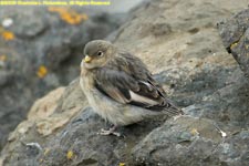 female snow bunting