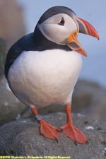 puffin