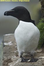 razorbill