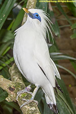 Bali starling