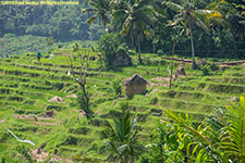 rice terraces
