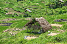rice terraces
