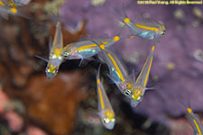 cardinalfish