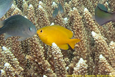 damselfish