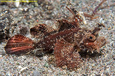 scorpionfish