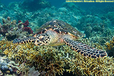 hawksbill turtle