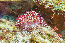 nudibranch
