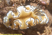 nudibranch