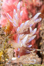 nudibranch