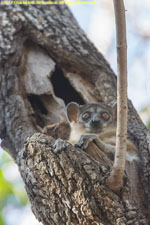 sportive lemur