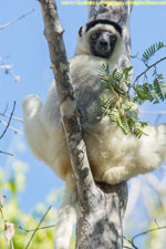 sifaka
