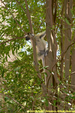 sifaka