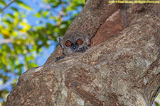 sportive lemur
