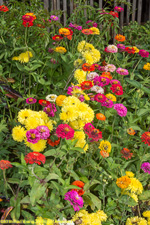 zinnias