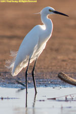egret