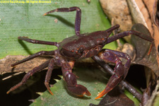 land crab