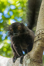 male black lemur