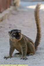 brown lemur