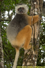 sifaka