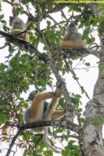 sifaka family