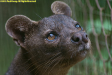 fossa portrait