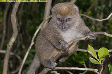 bamboo lemur