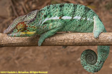 chameleon