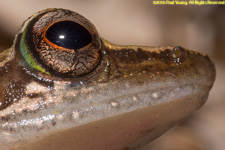 frog closeup