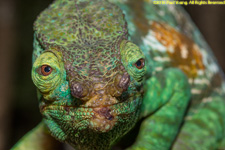 chameleon closeup