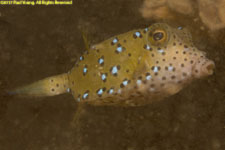 boxfish