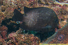 damselfish