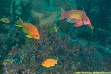 anthias