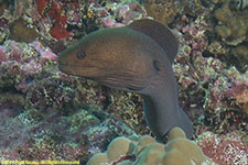 moray eel