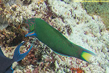 wrasse