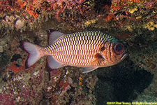 soldierfish