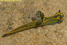 nudibranch