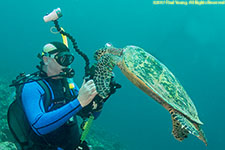 turtle and photographer