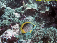 butterfly fish